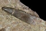 Fossil Plesiosaur (Zarafasaura) Tooth - Morocco #116945-1
